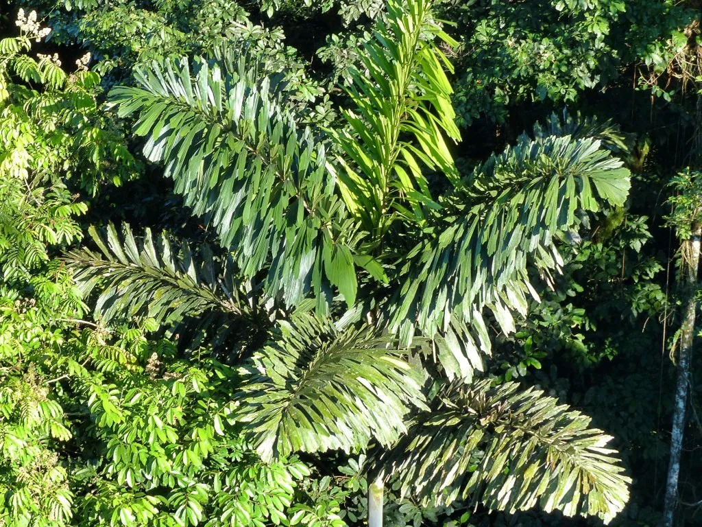 Amazonas, Ecuador