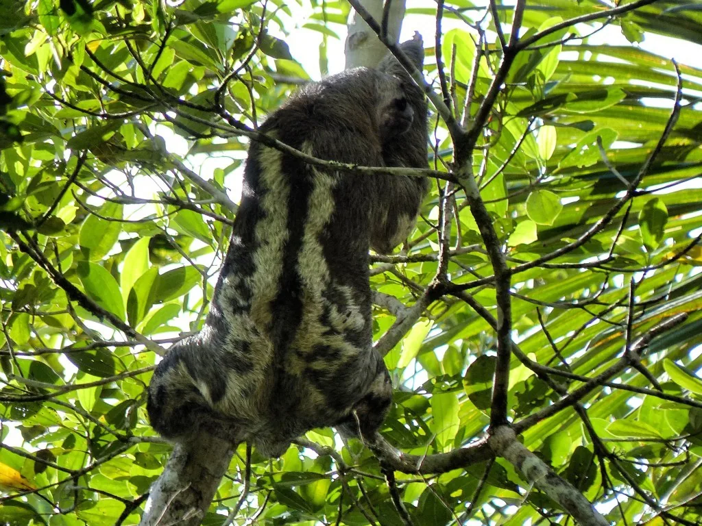 Amazonas, Ecuador
