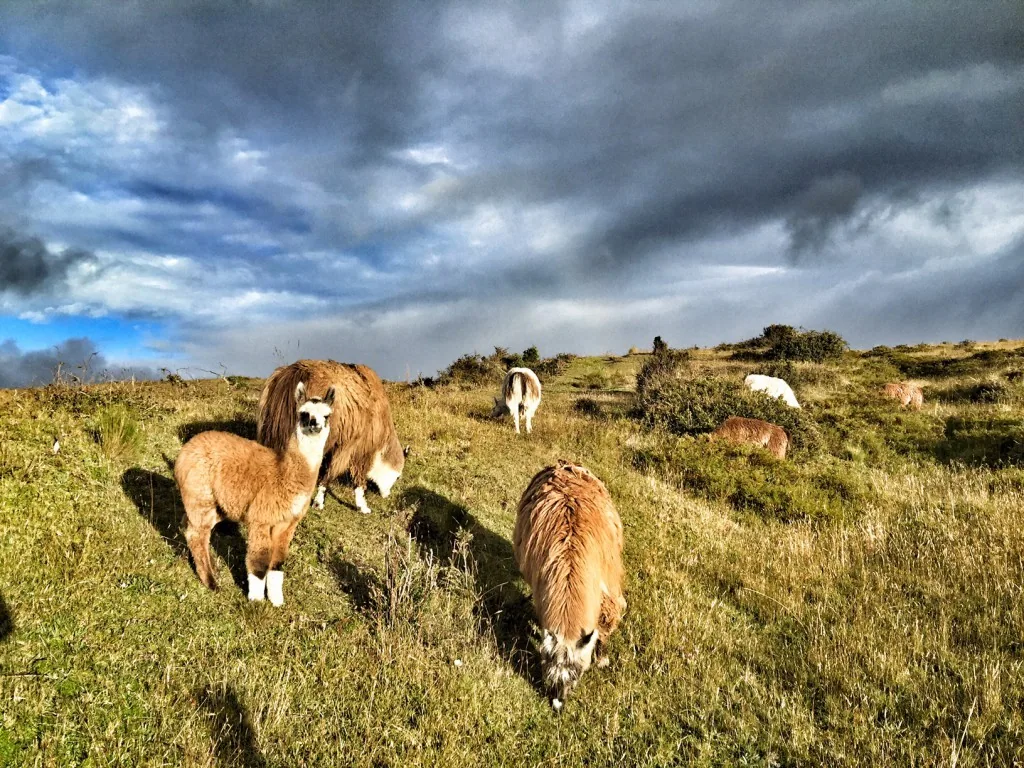 Straße der Vulkane, Ecuador