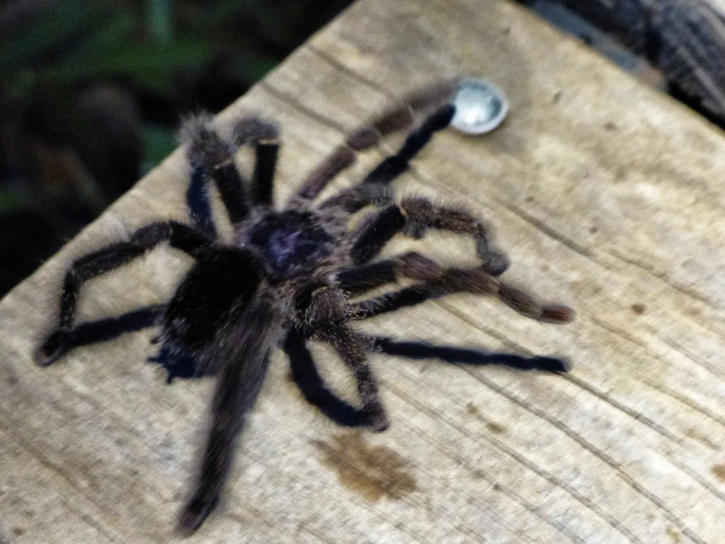 Amazonas, Ecuador