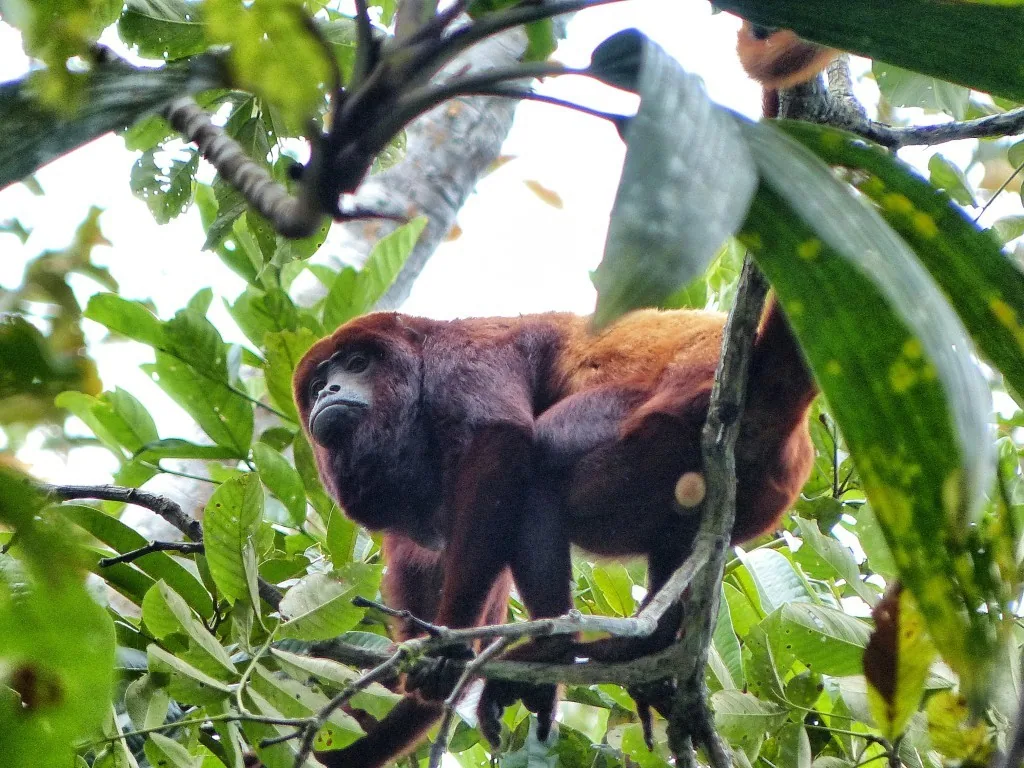 Amazonas, Ecuador