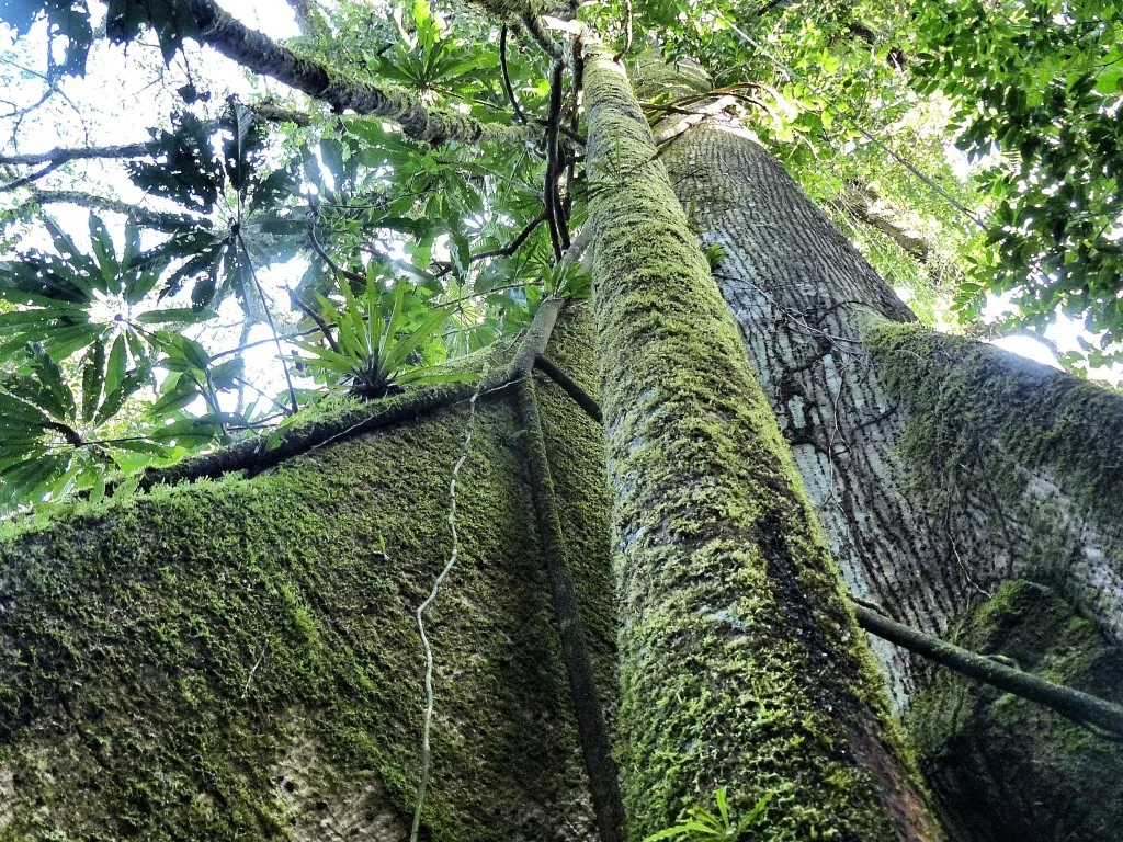 Amazonas, Ecuador