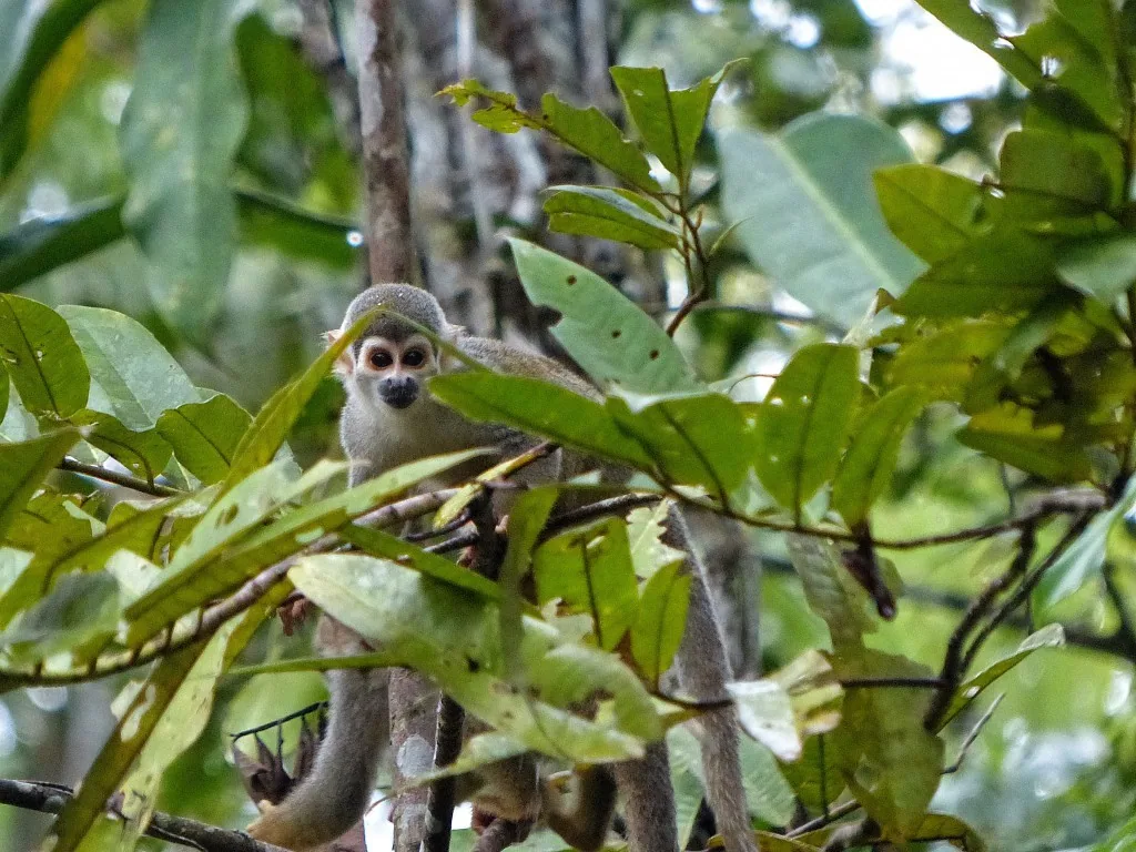 Amazonas, Ecuador