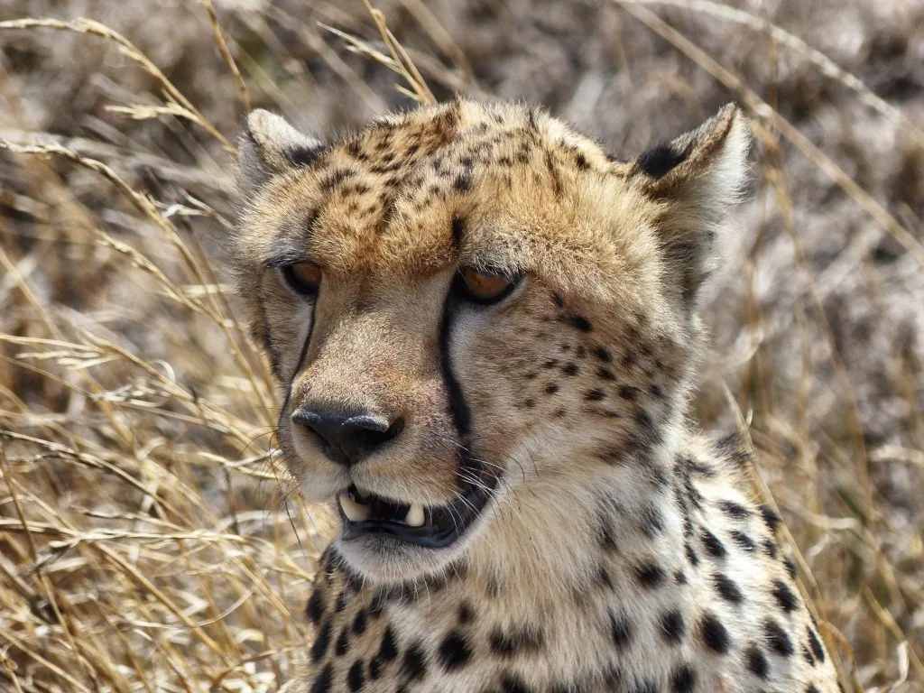 Serengeti, Tanzania