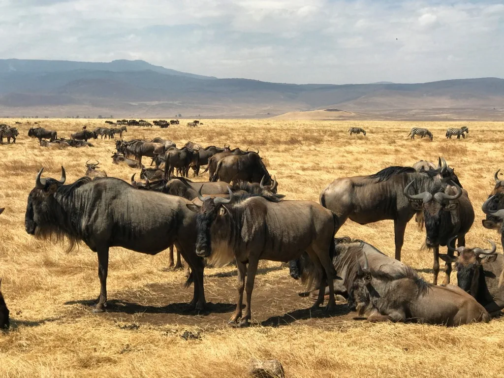 Serengeti, Tanzania