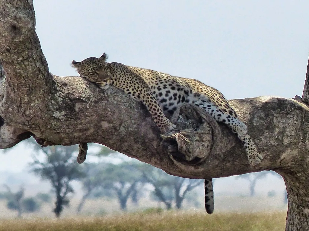 Serengeti, Tanzania