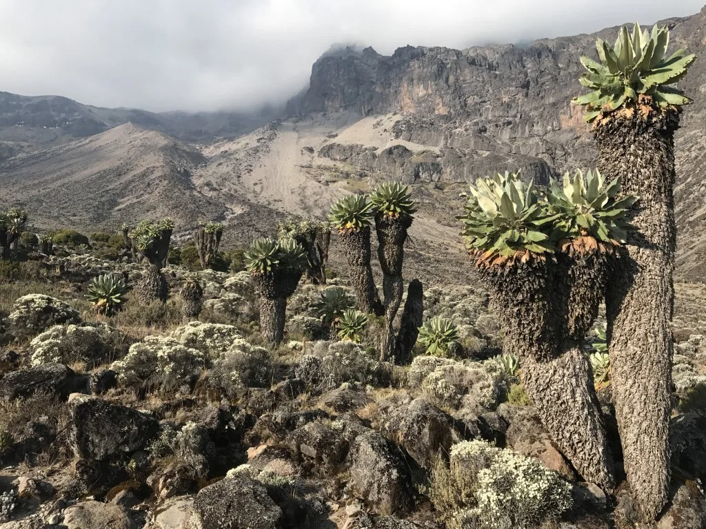 Besteigung des Kilimandscharo, Machame Route Teil 1