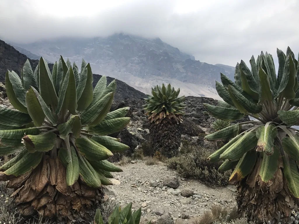 Besteigung des Kilimandscharo, Machame Route Teil 1