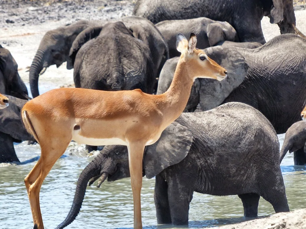 Serengeti, Tanzania