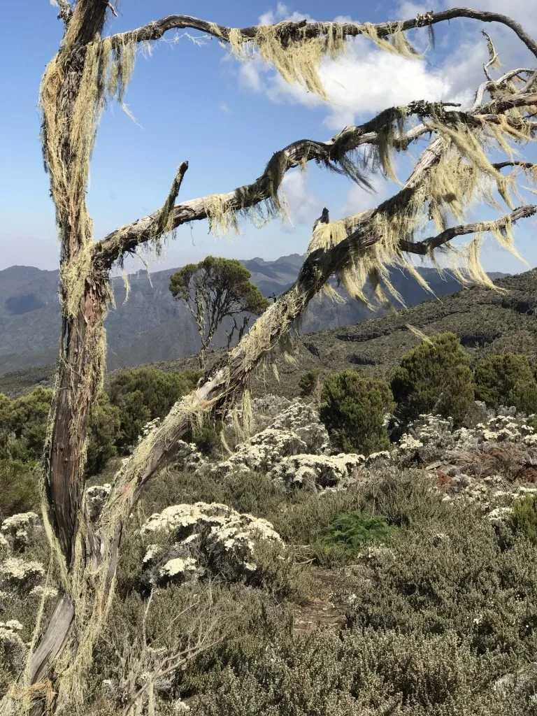 Hiking Mount Kilimanjaro, Machame Route, Part 1