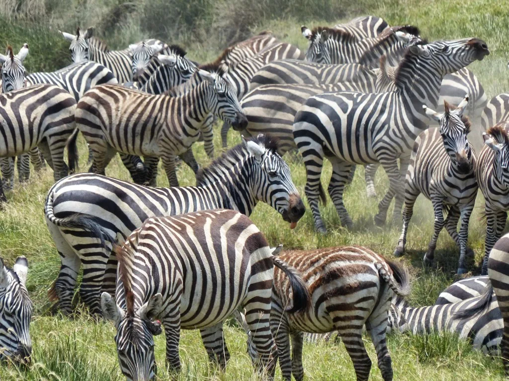 Serengeti, Tanzania