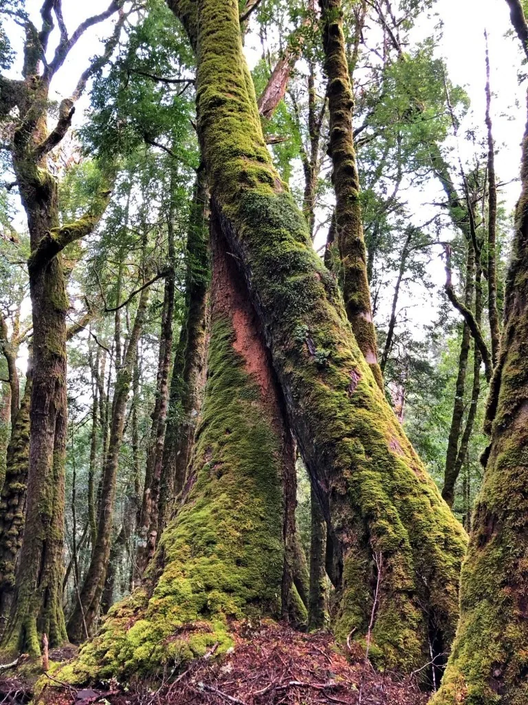 Höhepunkte Tasmaniens