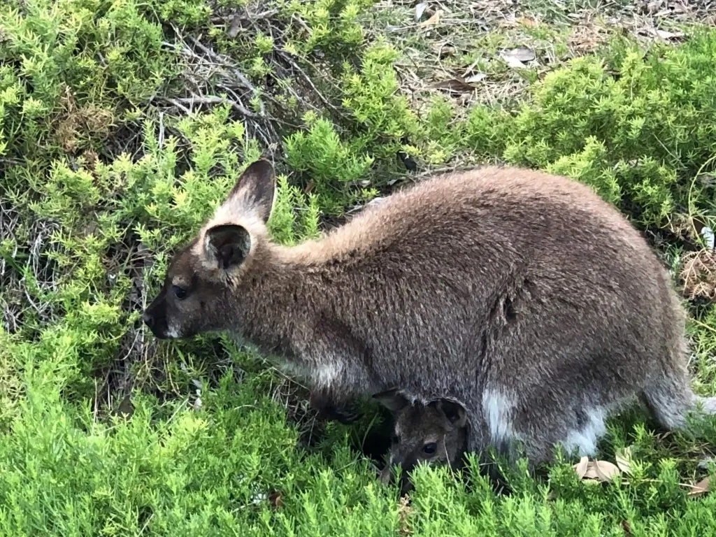 Höhepunkte Tasmaniens