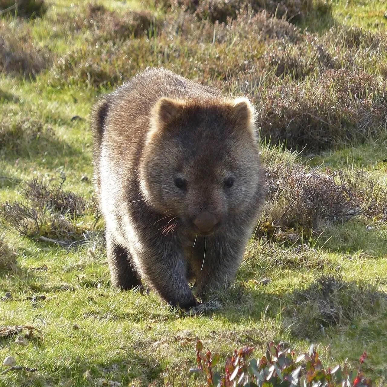 Höhepunkte Tasmaniens