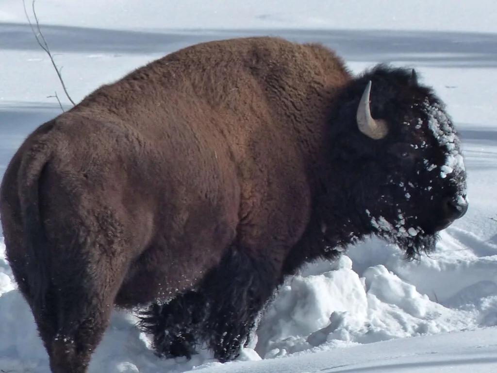 Yellowstone in Winter