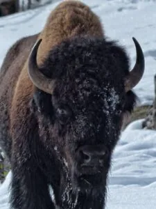 Yellowstone in Winter
