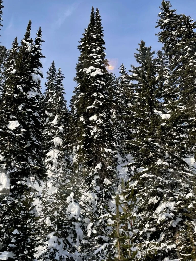 Yellowstone in Winter