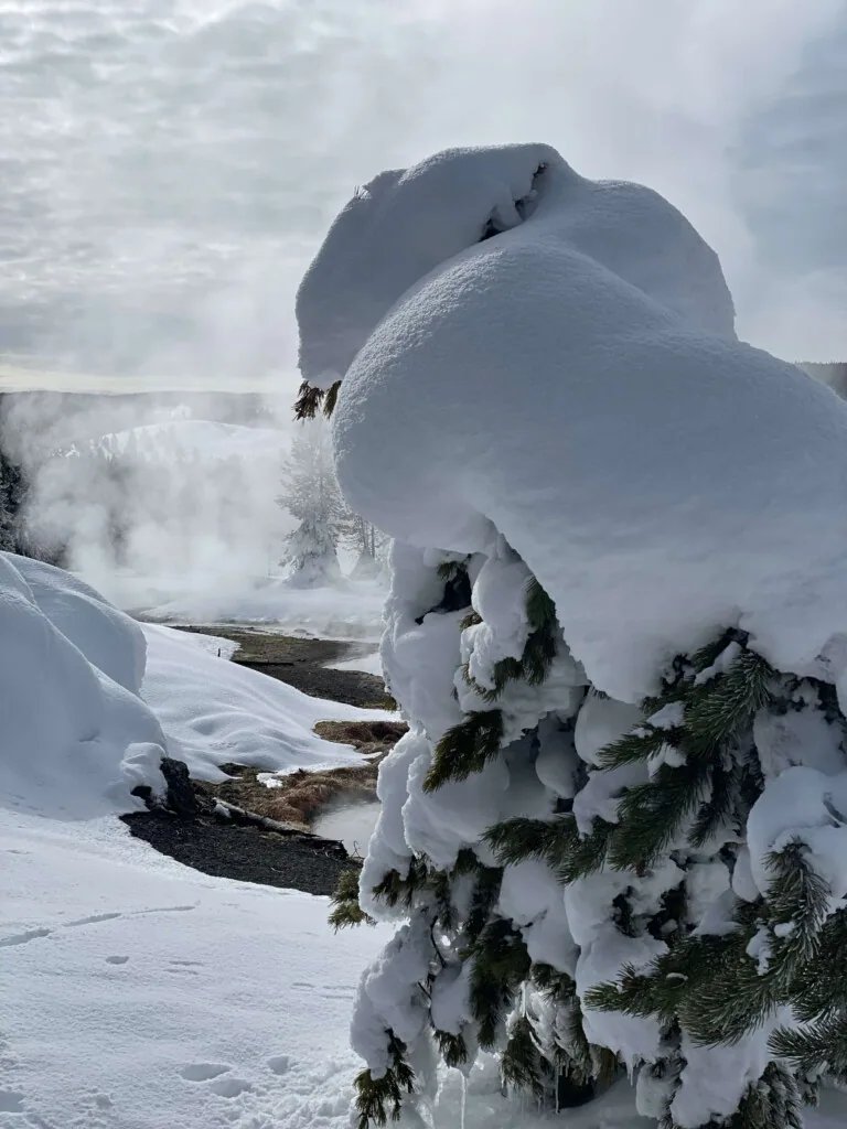Yellowstone in Winter
