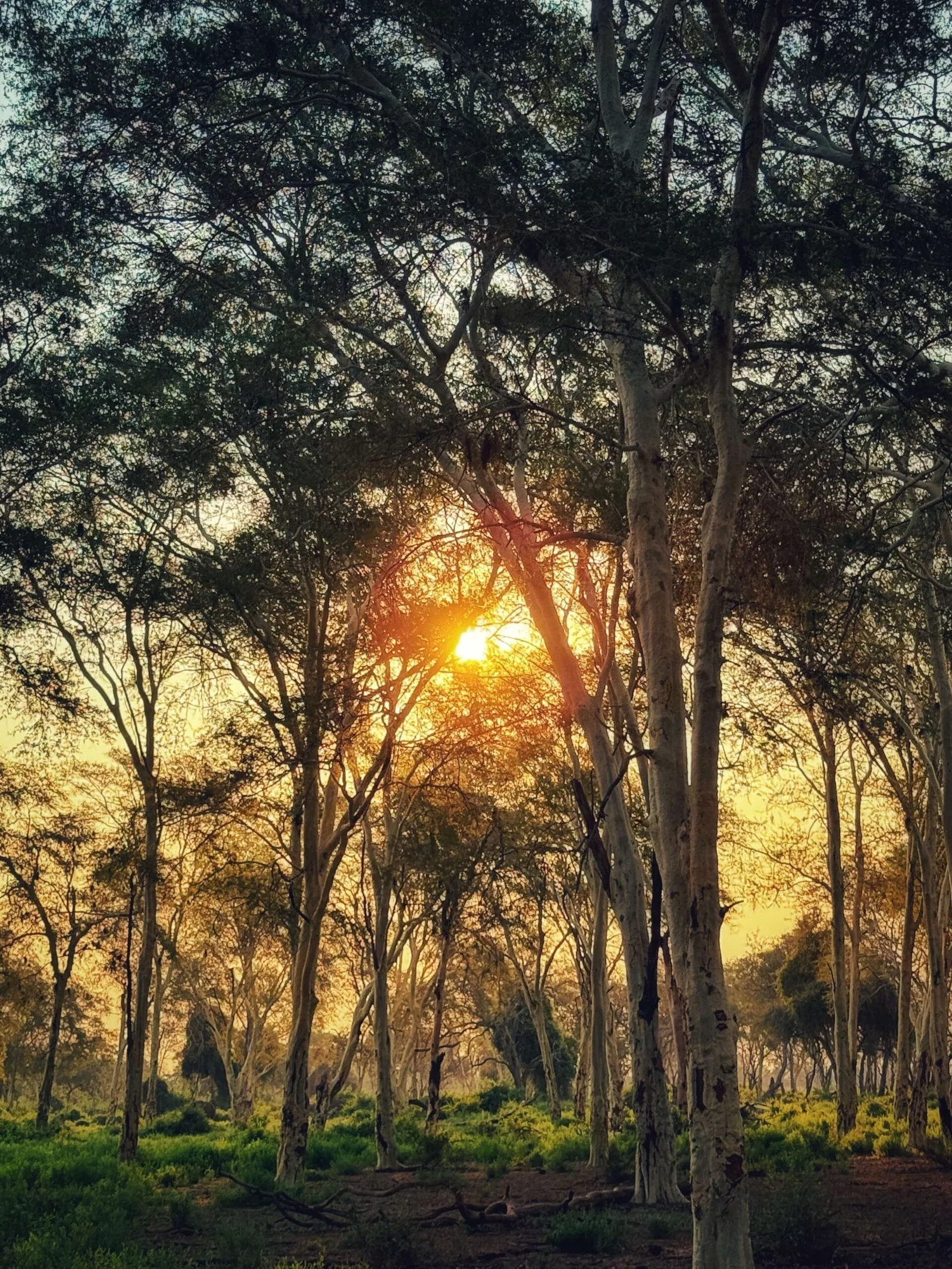 Pafuri Camp, South Africa