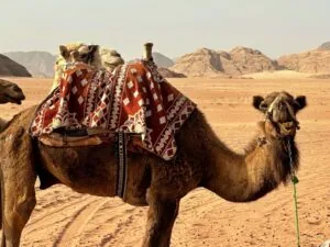 Höhepunkte Jordaniens