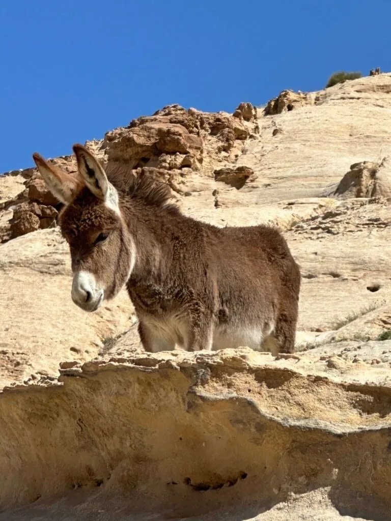 Best of Jordan