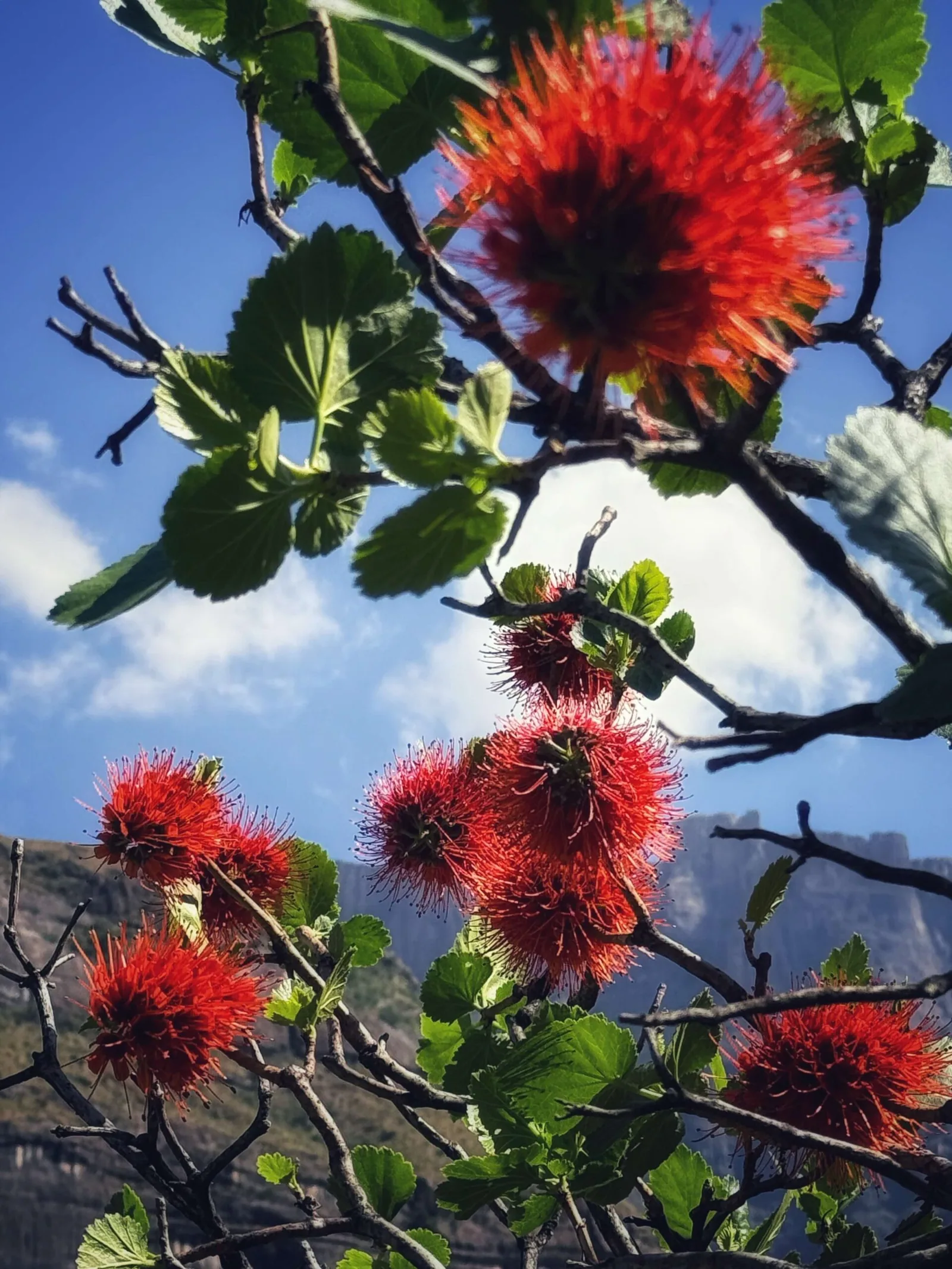 Three Tree Hill Lodge, Südafrika