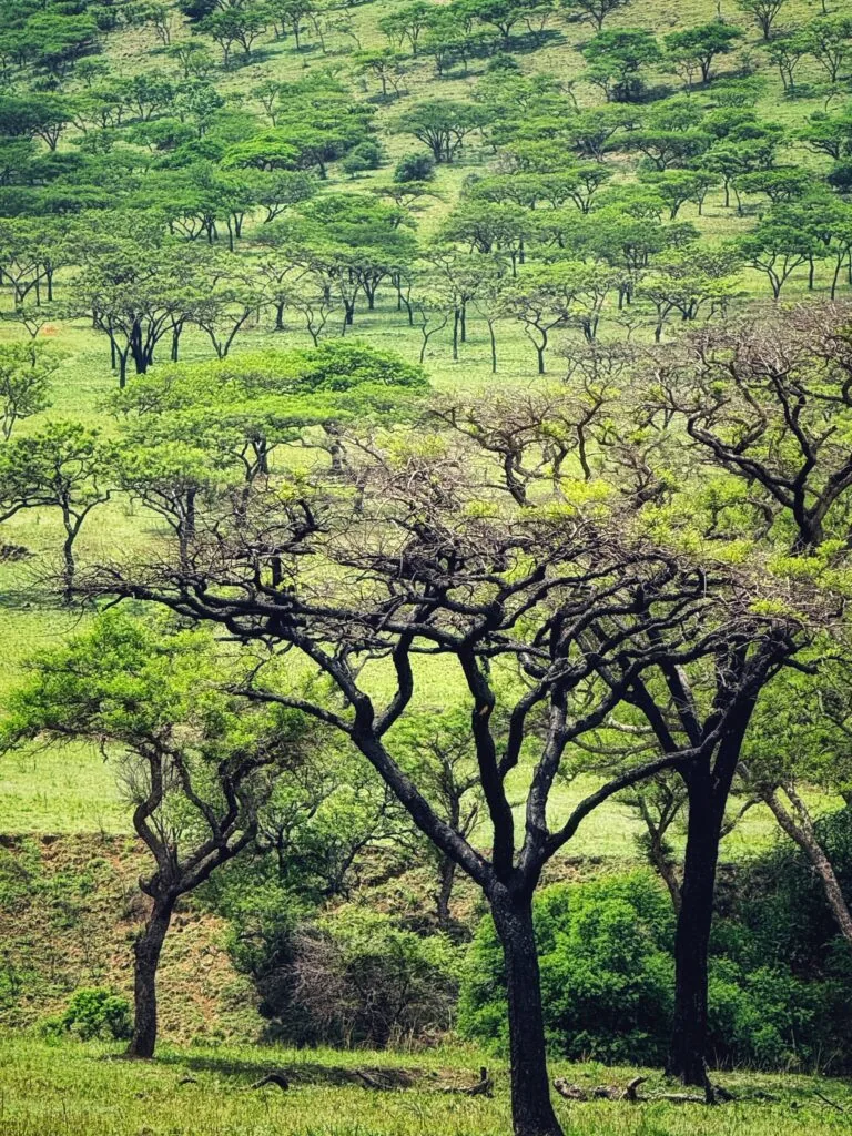 Three Tree Hill Lodge, Südafrika