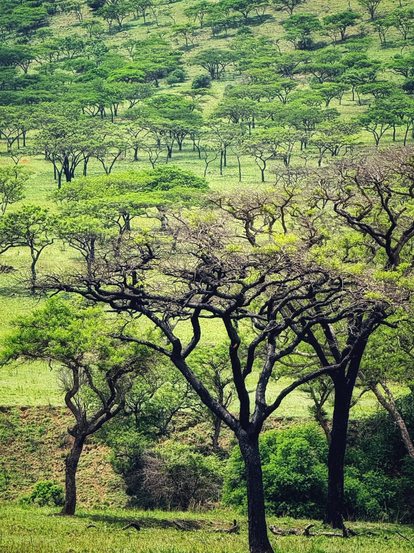 Three Tree Hill Lodge, Südafrika