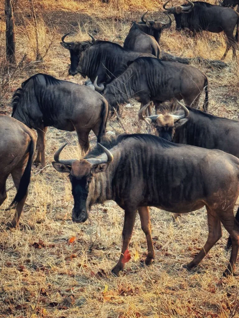 Pafuri Camp, Südafrika