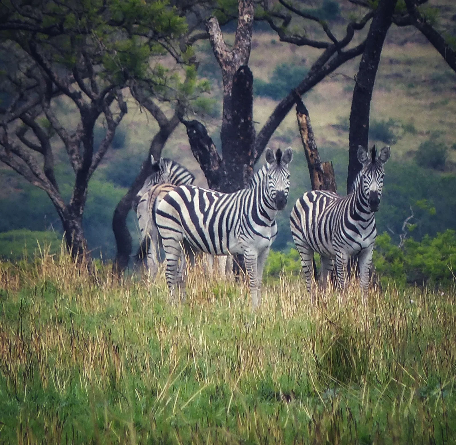Three Tree Hill Lodge, Südafrika