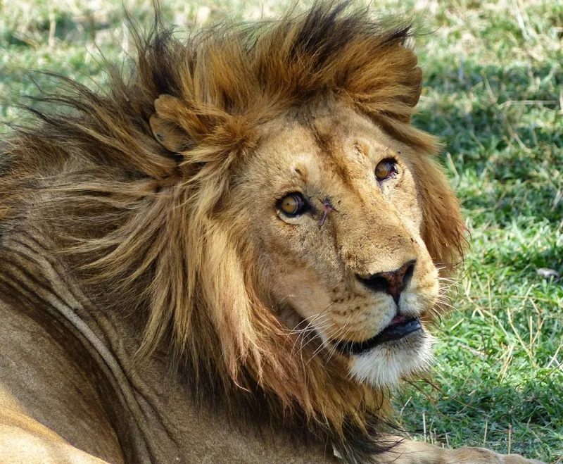 Serengeti, Tanzania